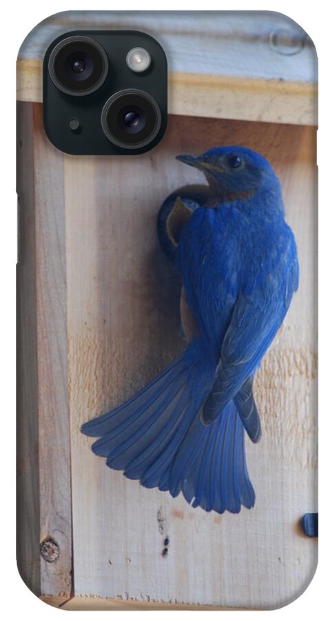 Bird iPhone Case featuring the photograph Bluebird of Happiness #2 by Kenny Glover