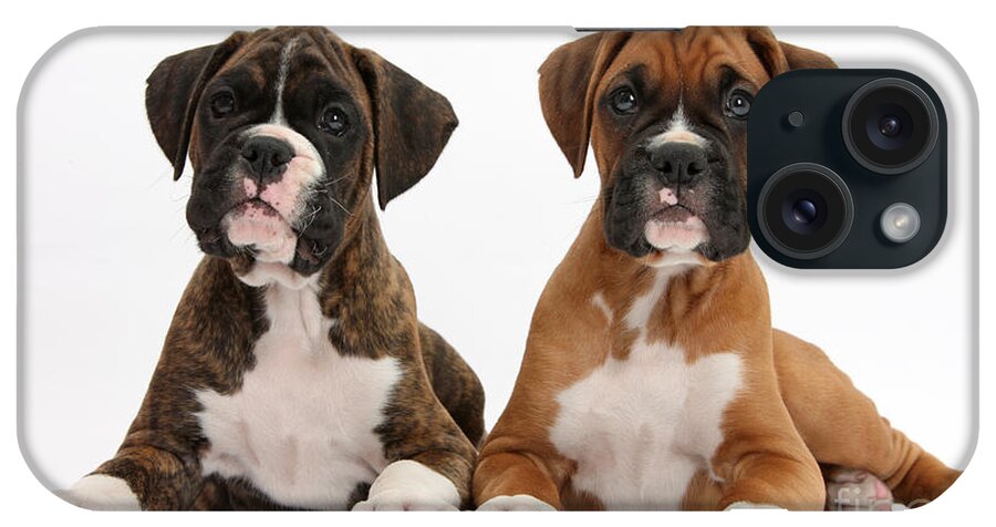 Nature iPhone Case featuring the photograph Boxer Puppies #2 by Mark Taylor