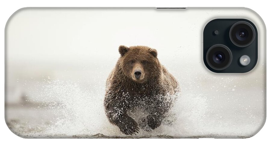 Brown Bear iPhone Case featuring the photograph Brown Bear #2 by Dr P. Marazzi