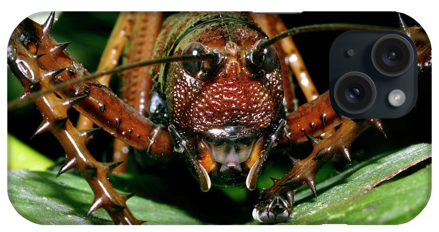 Animal iPhone Case featuring the photograph Bush Cricket #2 by Dr Morley Read/science Photo Library