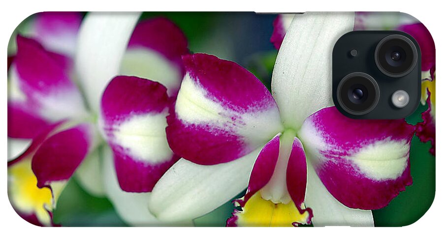 Cattleya Orchid iPhone Case featuring the photograph Cattleya Orchid #2 by Winston D Munnings