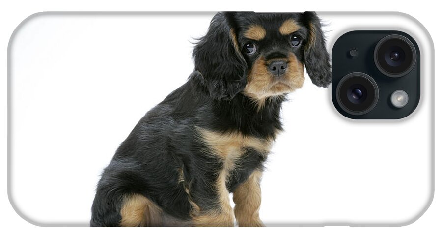 Dog iPhone Case featuring the photograph Cavalier King Charles Spaniel Pup #2 by John Daniels
