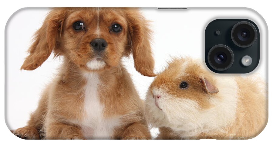 Nature iPhone Case featuring the photograph Cavalier King Charles Spaniel Pup #2 by Mark Taylor