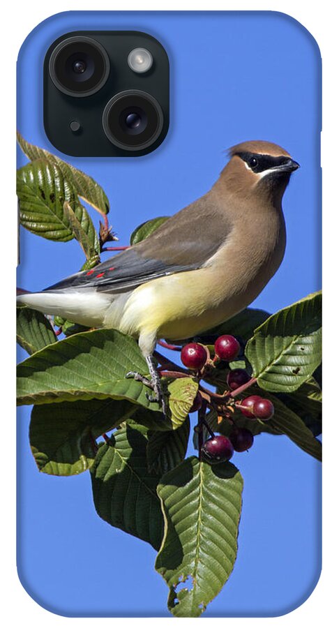 Cedar Waxwing iPhone Case featuring the photograph Cedar Waxwing #2 by Angie Vogel