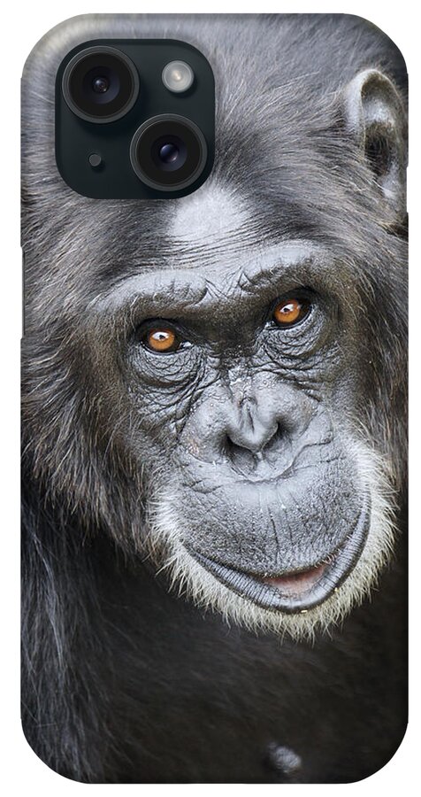 Hiroya Minakuchi iPhone Case featuring the photograph Chimpanzee Portrait Ol Pejeta by Hiroya Minakuchi