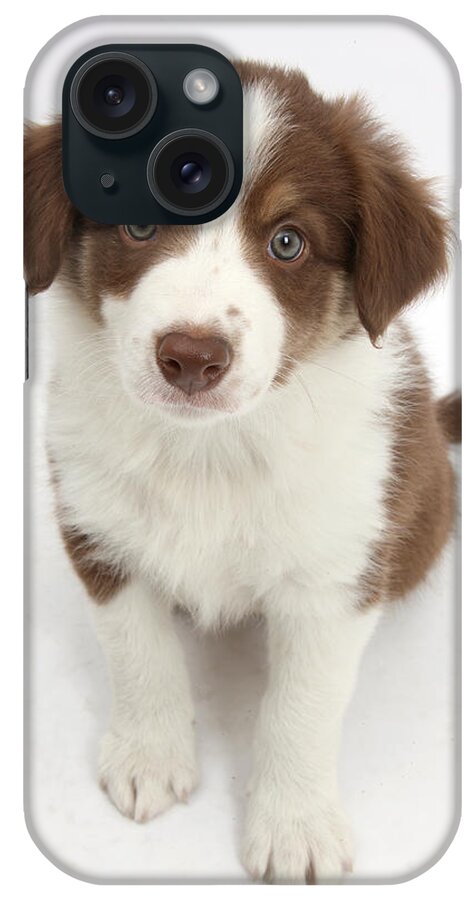 Nature iPhone Case featuring the photograph Chocolate Border Collie Puppy #2 by Mark Taylor
