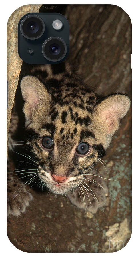 Clouded Leopard iPhone Case featuring the photograph Clouded Leopard #2 by Art Wolfe