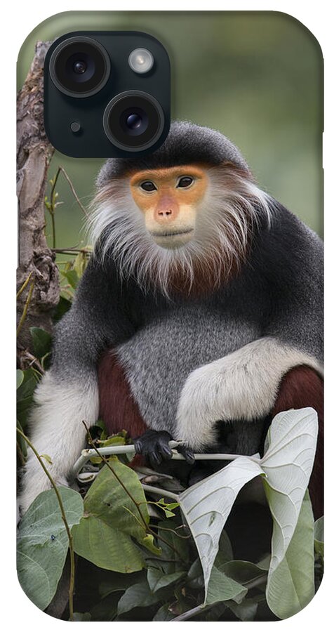 Cyril Ruoso iPhone Case featuring the photograph Douc Langur Male Vietnam #2 by Cyril Ruoso