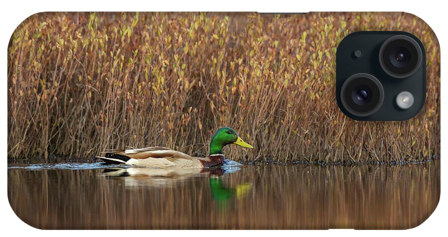 Adult iPhone Case featuring the photograph Drake Mallard #2 by Linda Arndt
