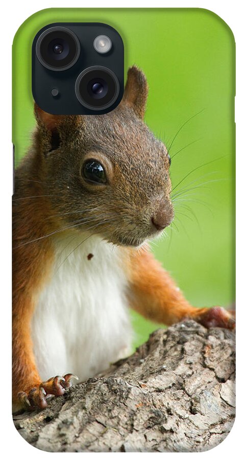 European Red Squirrel iPhone Case featuring the photograph European Red Squirrel #2 by Helmut Pieper