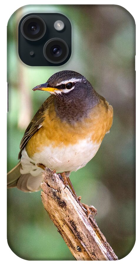 Animal iPhone Case featuring the photograph Eyebrowed Thrush Turdus Obscurus #2 by Robert Kennett