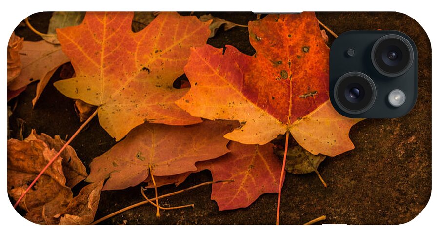 Fallen Leaves iPhone Case featuring the photograph West Fork Fallen Leaves by Tam Ryan