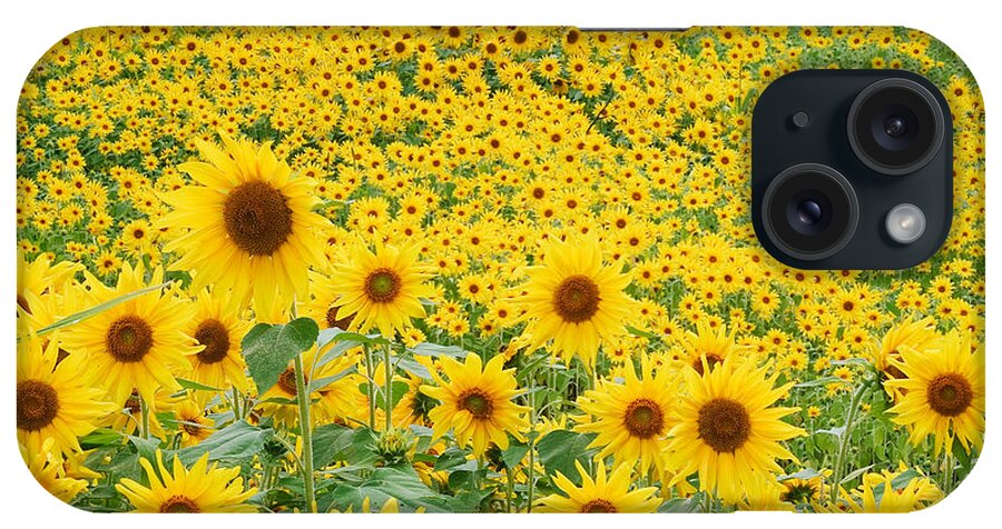 Flora iPhone Case featuring the photograph Field Of Sunflowers Helianthus Sp #2 by David Davis
