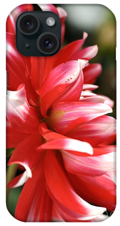 Fire And Ice iPhone Case featuring the photograph Flower-dahlia-red-white #1 by Joy Watson