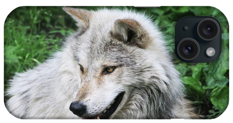 Animal iPhone Case featuring the photograph Gray Wolf #2 by Alyce Taylor