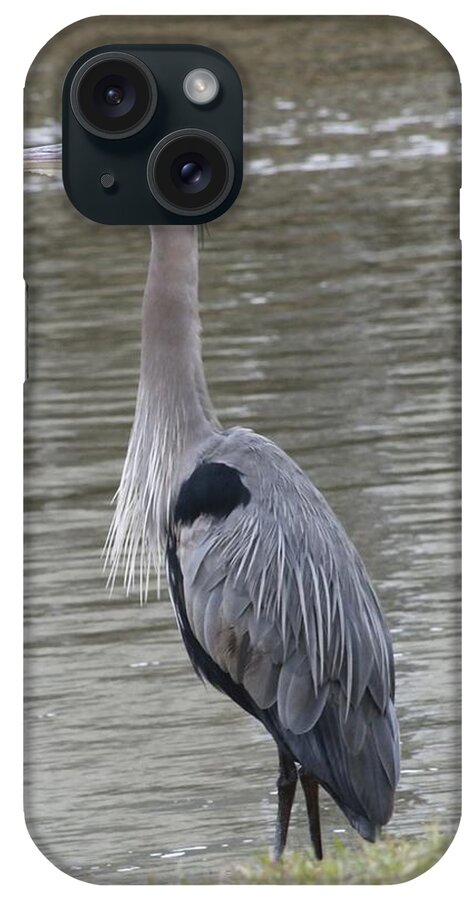 Great Blue Heron iPhone Case featuring the photograph Great Blue Heron #2 by Jeanne Juhos