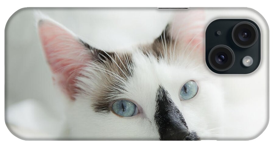 Domestic Cat iPhone Case featuring the photograph Hamish by Theresa Tahara