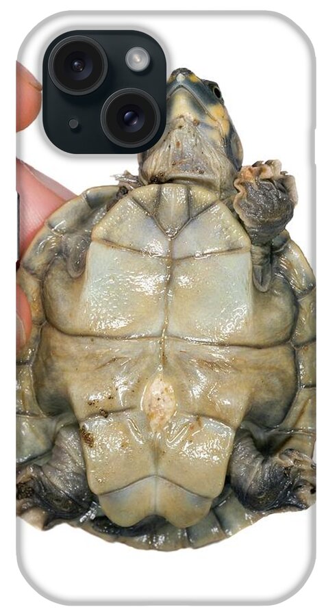Yellow-spotted River Turtle iPhone Case featuring the photograph Hatchling Yellow-spotted River Turtle #2 by Sinclair Stammers/science Photo Library