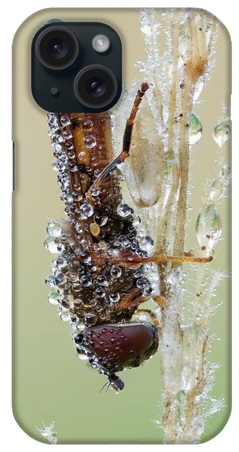 Arthropod iPhone Case featuring the photograph Hoverfly #2 by Heath Mcdonald