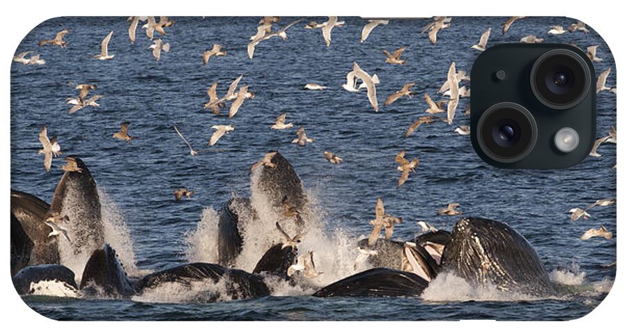 Feb0514 iPhone Case featuring the photograph Humpback Whales Feeding With Gulls #2 by Flip Nicklin