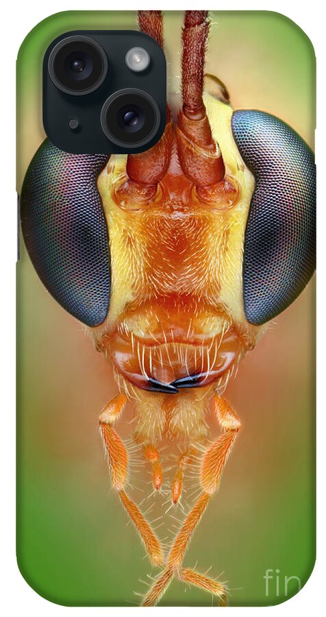 Ichneumon Wasp iPhone Case featuring the photograph Ichneumon Wasp #2 by Matthias Lenke