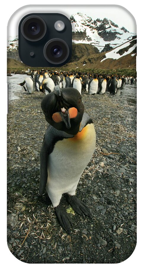 Juvenile King Penguin iPhone Case featuring the photograph King Penguin #3 by Amanda Stadther