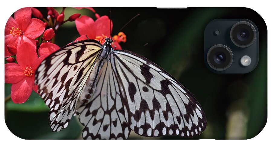 Butterfly iPhone Case featuring the photograph Large Tree Nymph Butterfly #3 by Winston D Munnings
