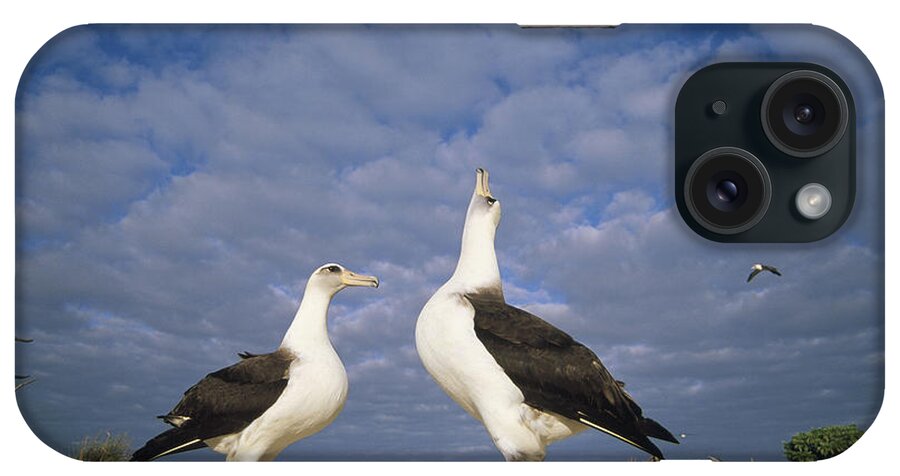 Feb0514 iPhone Case featuring the photograph Laysan Albatross Courtship Dance Hawaii #2 by Tui De Roy