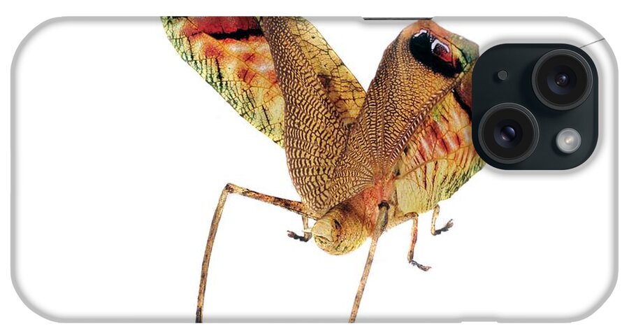 Leaf Mimic Bush Cricket iPhone Case featuring the photograph Leaf Mimic Bush Cricket #2 by Sinclair Stammers/science Photo Library