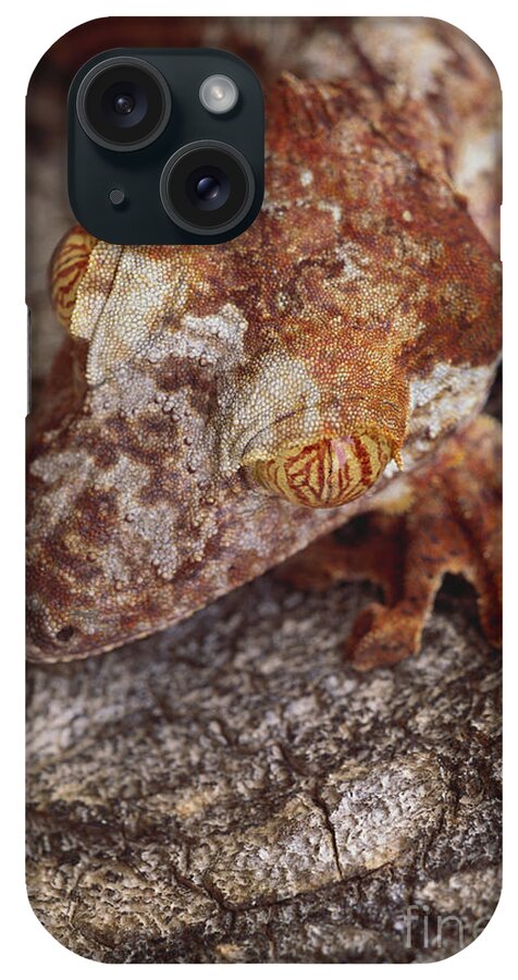 Outdoors iPhone Case featuring the photograph Leaf-tailed Gecko #2 by Art Wolfe