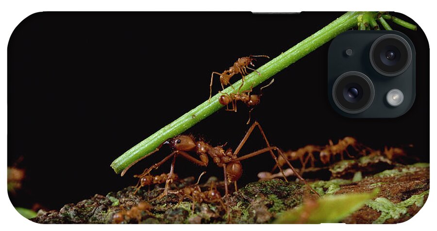 Feb0514 iPhone Case featuring the photograph Leafcutter Ants Carrying Leaves French #2 by Mark Moffett