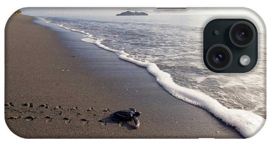 Dermochelys Coriacea iPhone Case featuring the photograph Leatherback Turtle Hatchling #2 by Scubazoo/science Photo Library