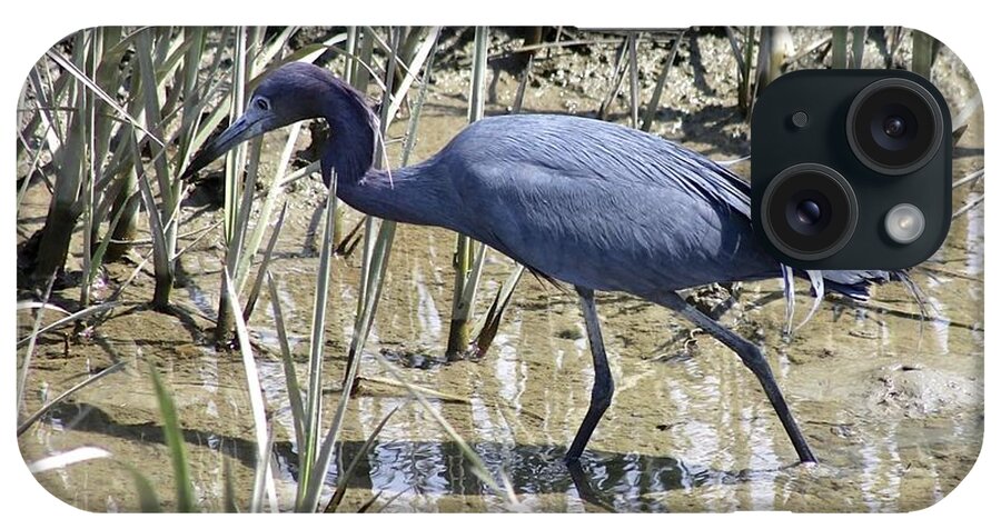 Little Blue Heron iPhone Case featuring the photograph Little Blue Heron #2 by Jeanne Juhos