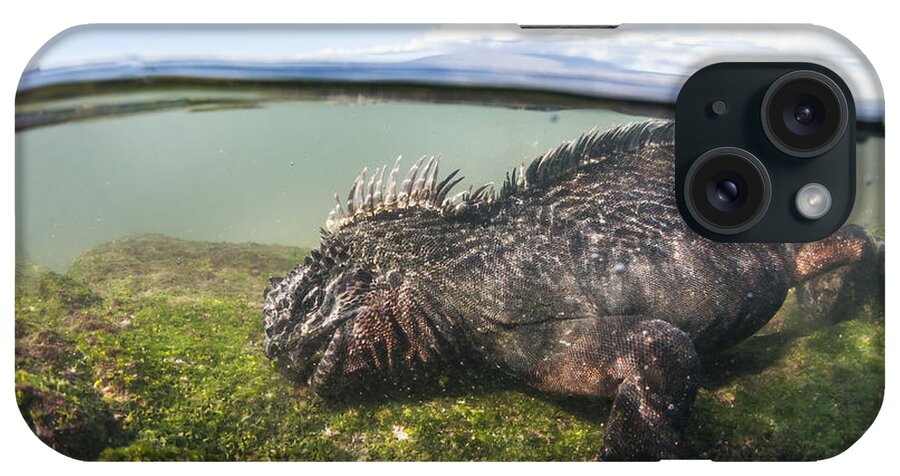 Tui De Roy iPhone Case featuring the photograph Marine Iguana Feeding On Algae Punta #2 by Tui De Roy