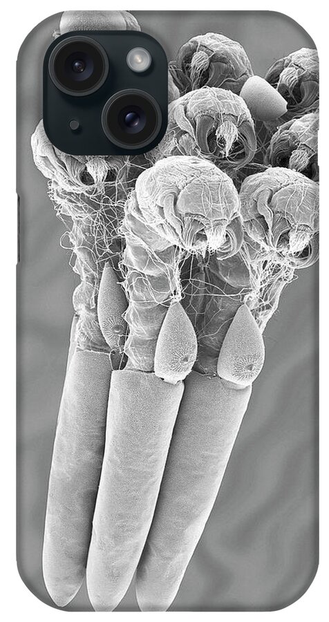 23042g iPhone Case featuring the photograph Mosquito Egg Raft With Hatching Larvae #2 by Dennis Kunkel Microscopy/science Photo Library