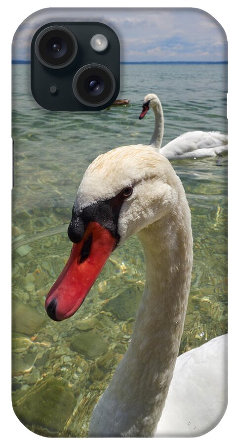 Cygnus Olor iPhone Case featuring the photograph Mute swan. Sirmione. Lago di Garda #2 by Jouko Lehto