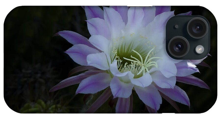 Echinopis iPhone Case featuring the photograph Night Blooming Cactus #2 by Saija Lehtonen