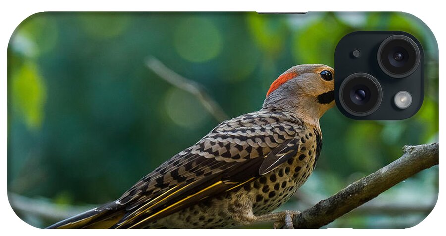Northern Flicker iPhone Case featuring the photograph Northern Flicker Woodpecker #2 by Robert L Jackson