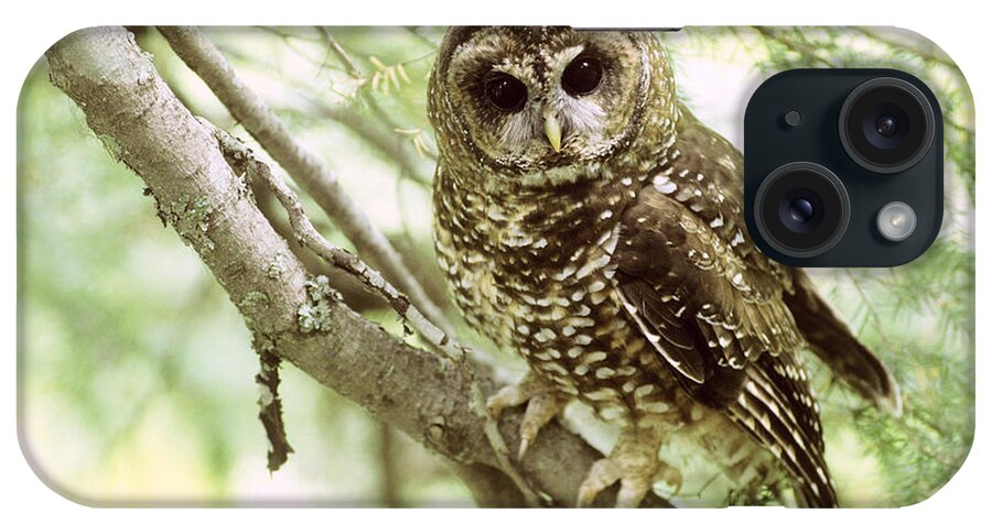 Northern Spotted Owl iPhone Case featuring the photograph Northern Spotted Owl #2 by Art Wolfe
