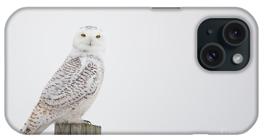 Field iPhone Case featuring the photograph Observant #1 by Cheryl Baxter
