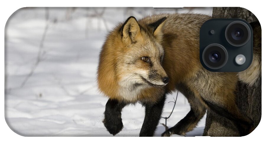 Red Fox iPhone Case featuring the photograph Red Fox #2 by Linda Freshwaters Arndt