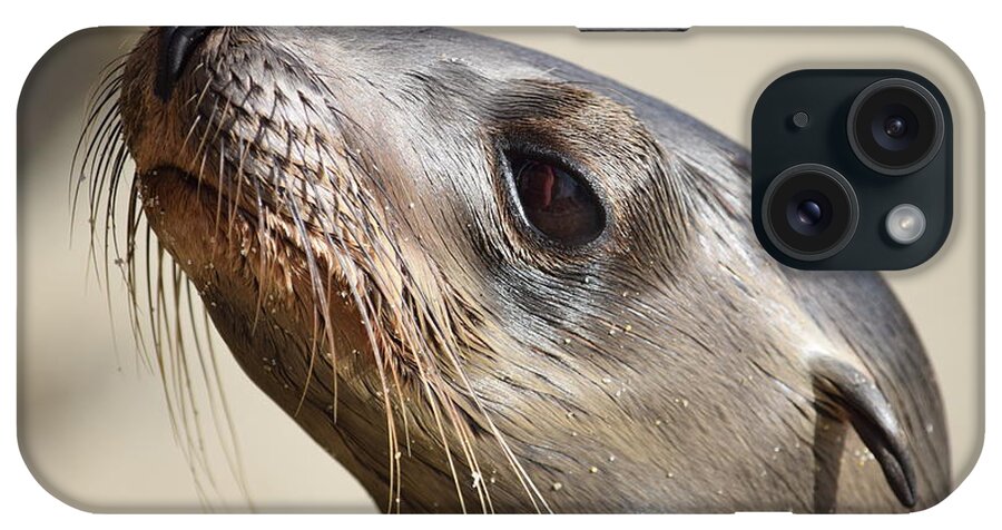Sea Lion Pup iPhone Case featuring the photograph Sea Lion Pup #2 by Eric Johansen