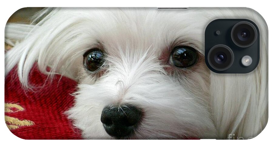 Maltese Dog iPhone Case featuring the photograph Snowdrop the Maltese #8 by Morag Bates