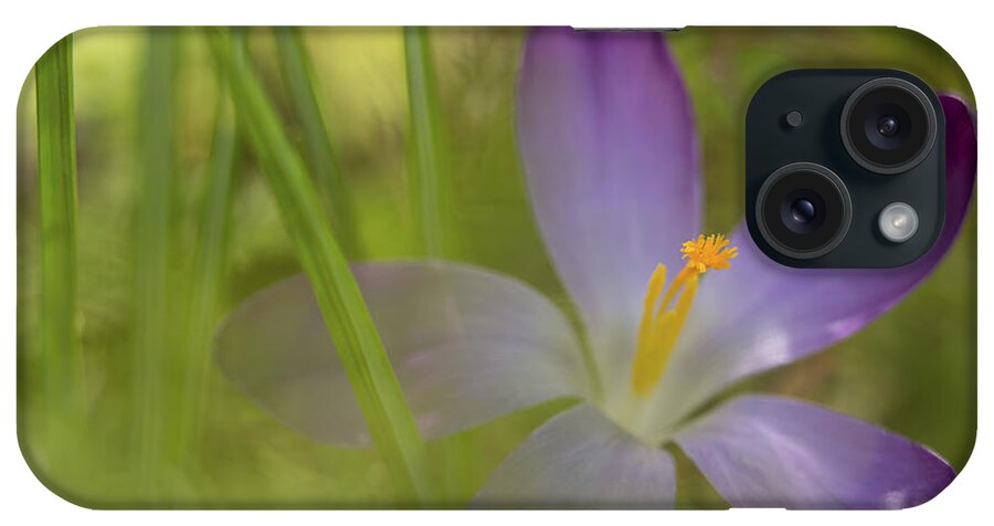 Crocus iPhone Case featuring the photograph Spring Haze by Caitlyn Grasso