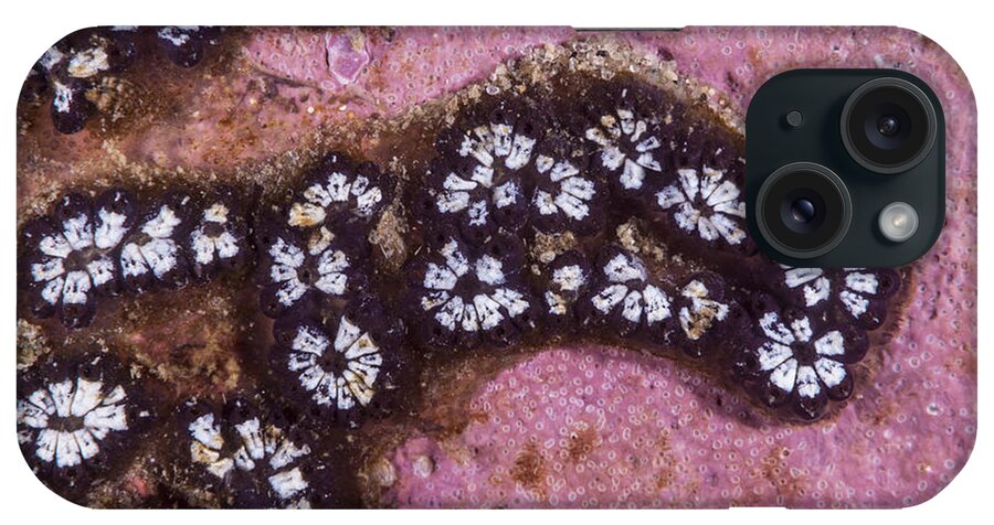 Star Tunicate iPhone Case featuring the photograph Star Tunicate #2 by Andrew J. Martinez