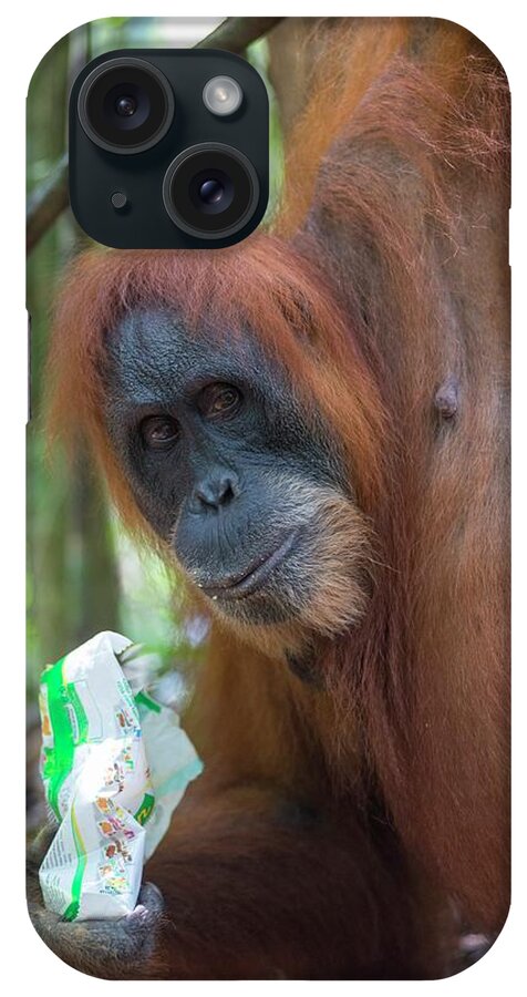 Animal iPhone Case featuring the photograph Sumatran Orangutan #2 by Scubazoo