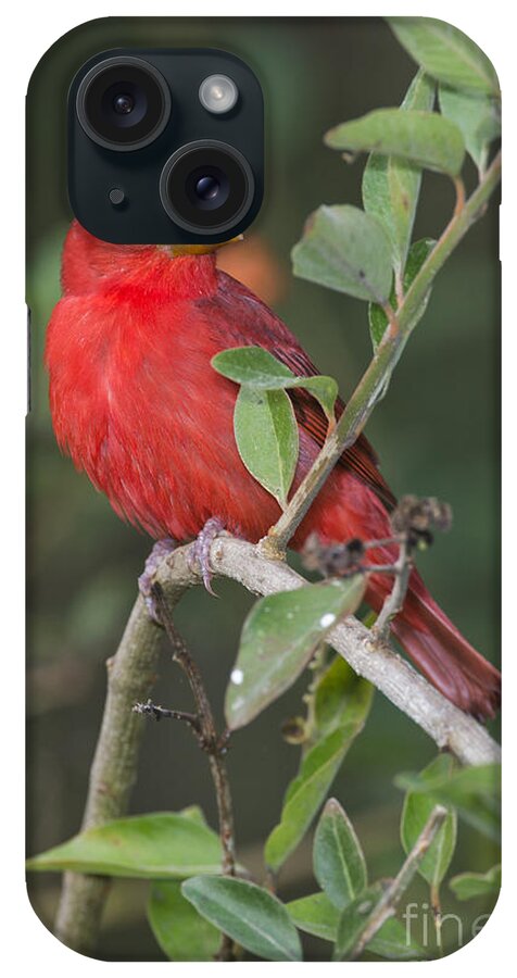 Summer Tanager iPhone Case featuring the photograph Summer Tanager #2 by Anthony Mercieca