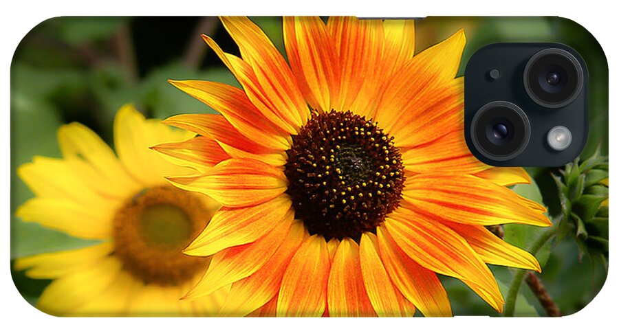 Sunflower iPhone Case featuring the photograph Sunflowers #2 by Dennis Bucklin