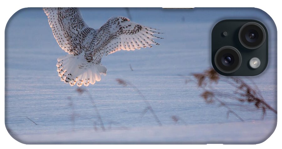 Snowy Owl iPhone Case featuring the photograph Sunlit Wings #2 by Cheryl Baxter