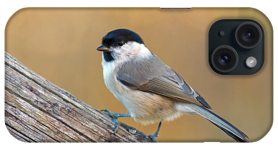 Marsh Tit iPhone Case featuring the photograph The Marsh Tit #2 by Torbjorn Swenelius